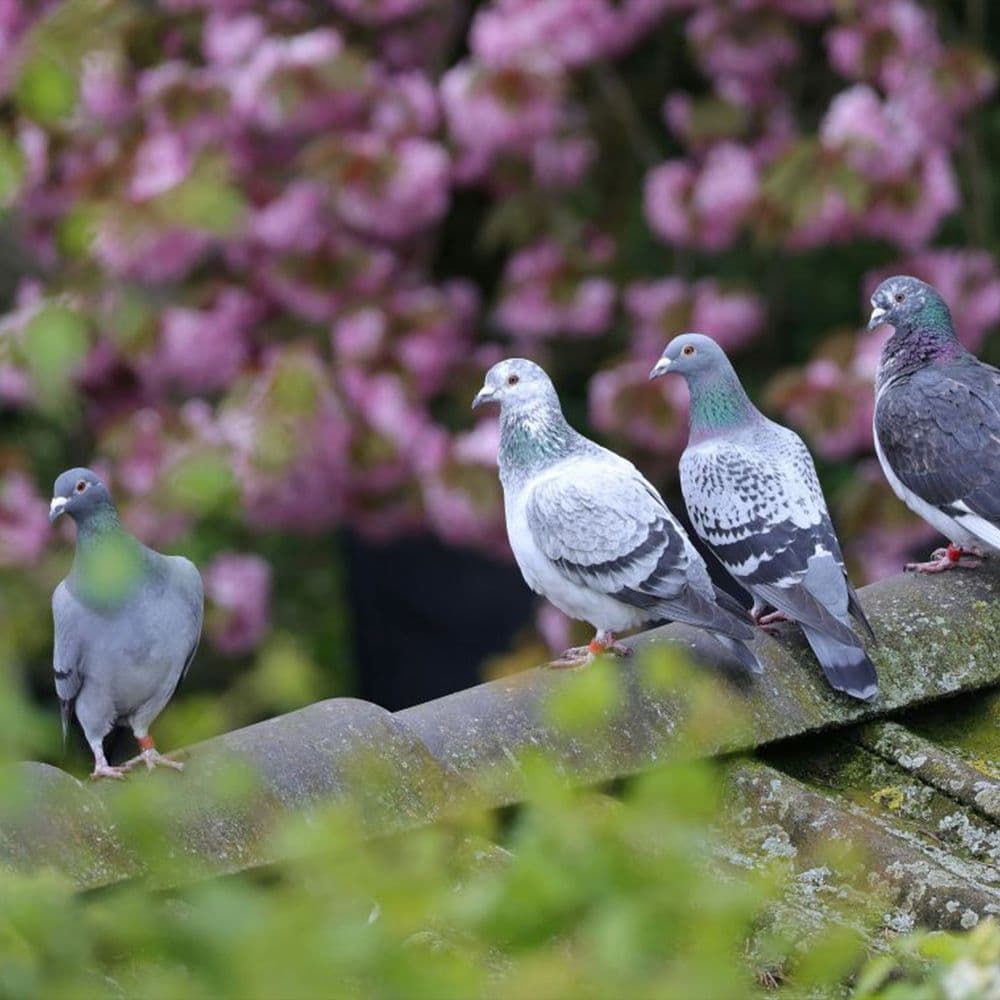 Et si les pigeons étaient les meilleurs indicateurs de la qualité urbaine ?